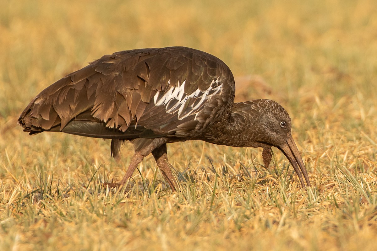 Ibis caronculé - ML630479322