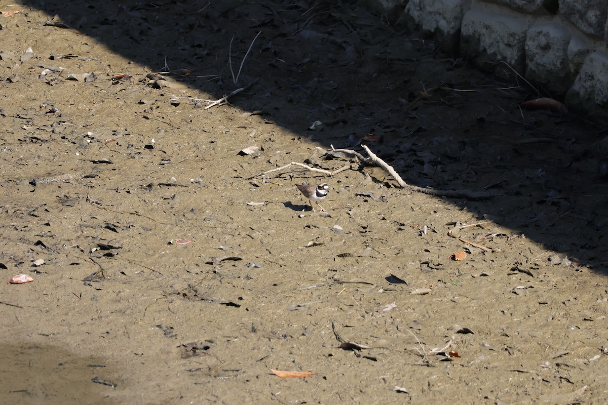 Little Ringed Plover - ML630479348