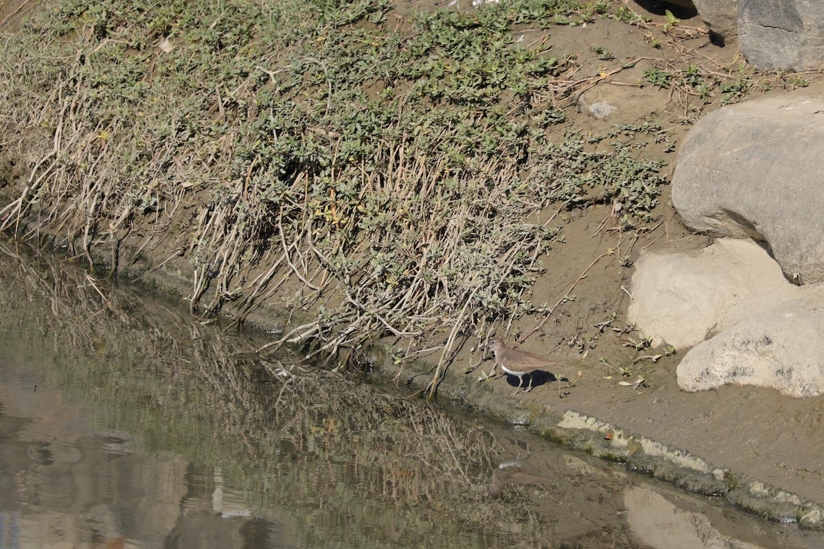 Common Sandpiper - ML630479353