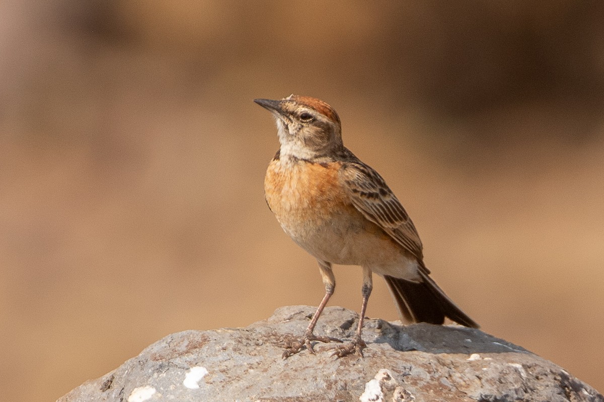 Blanford's Lark - ML630479359