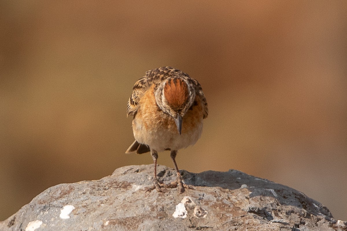 Blanford's Lark - ML630479360