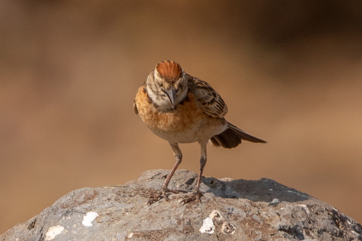 Blanford's Lark - ML630479363