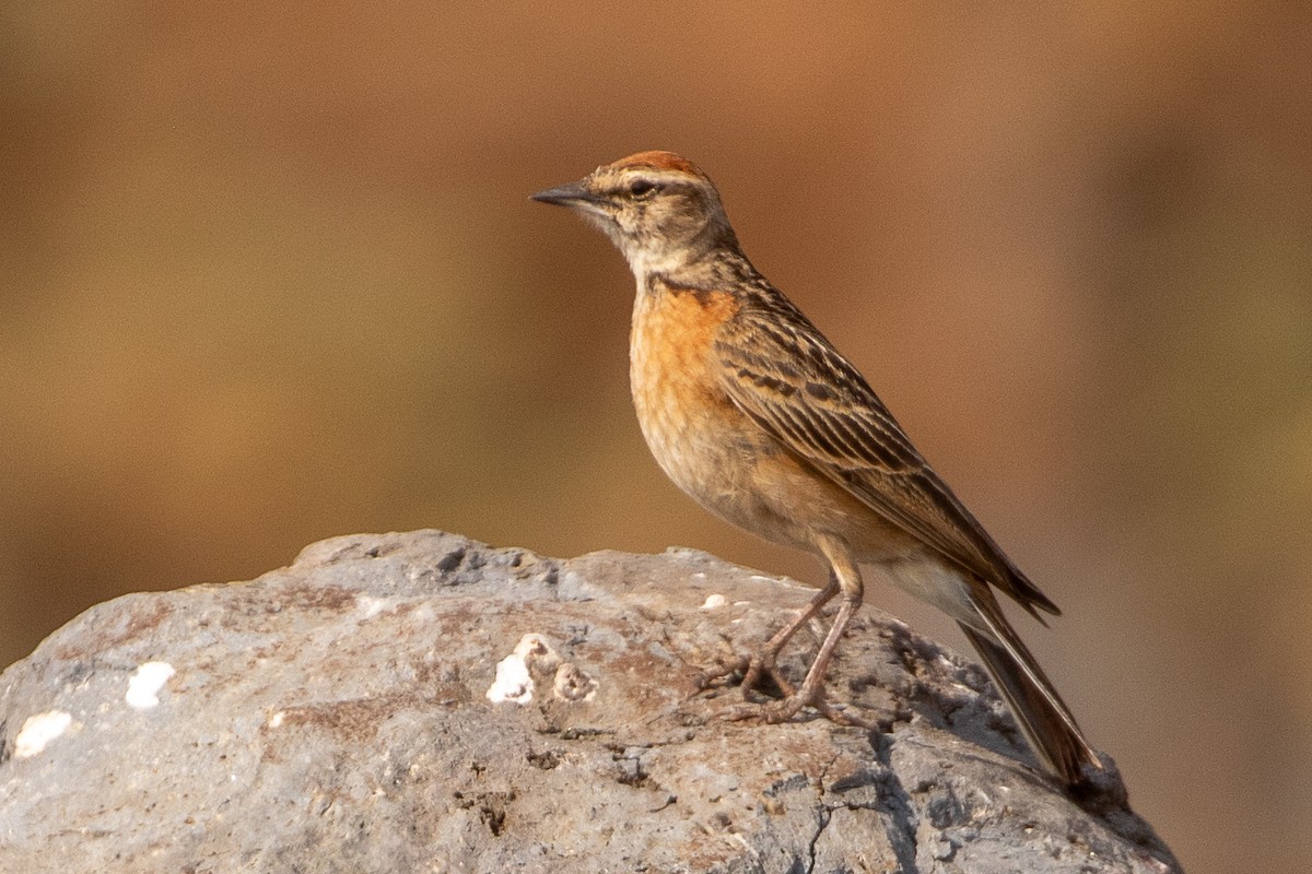 Blanford's Lark - ML630479364