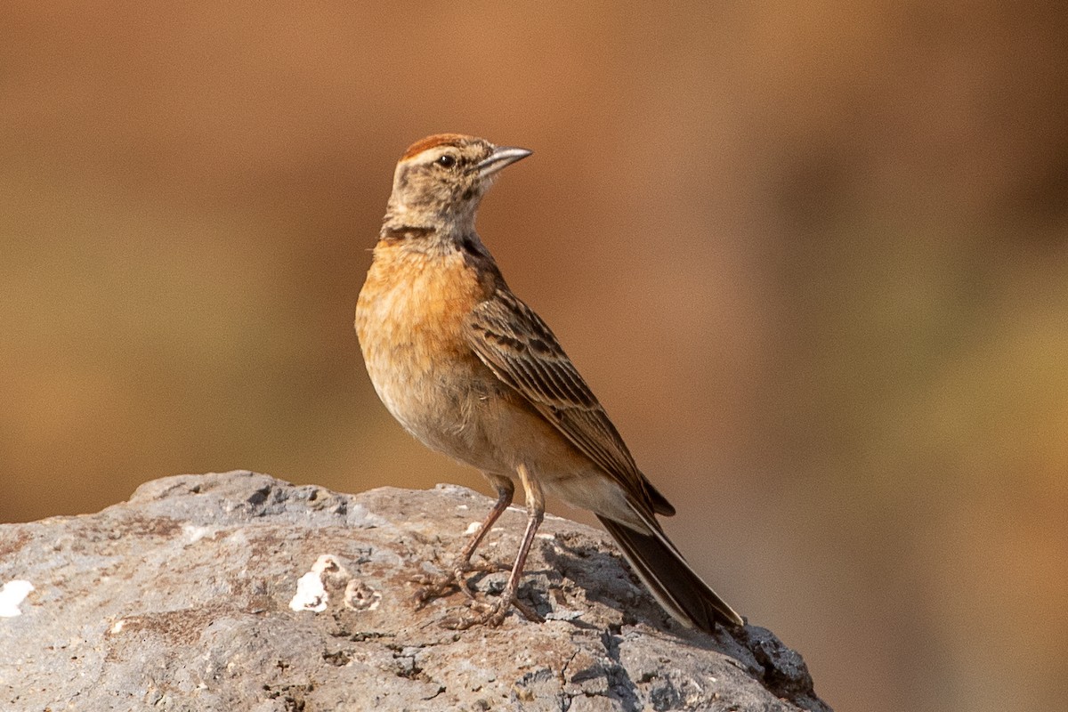 Blanford's Lark - ML630479366
