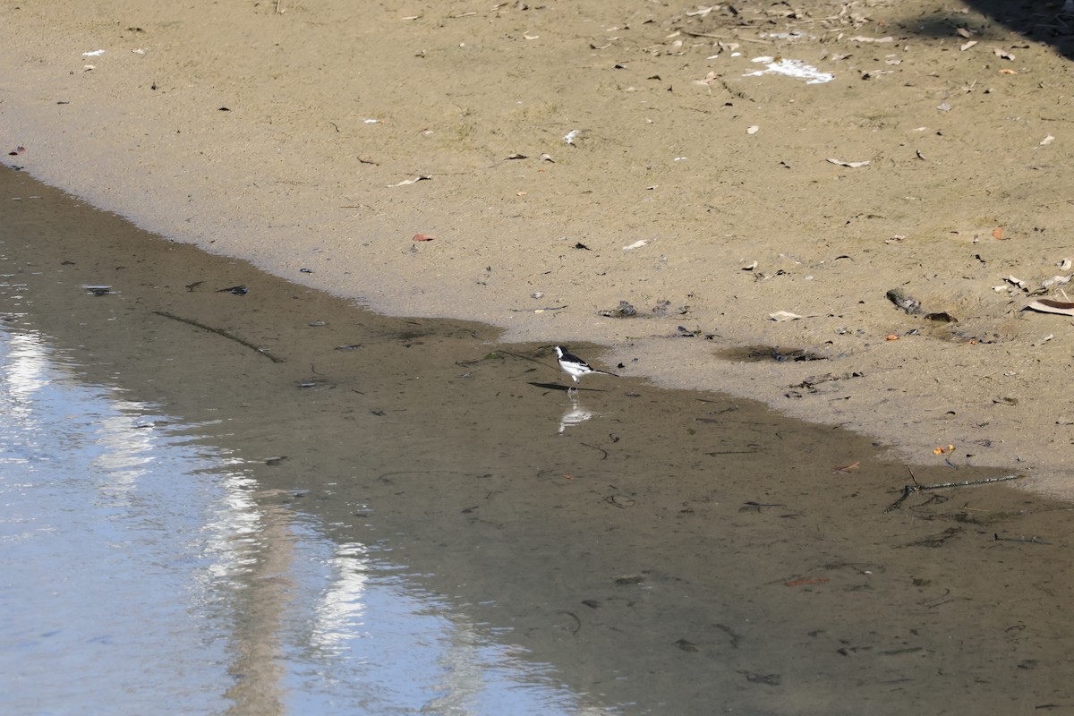 White Wagtail - ML630479373