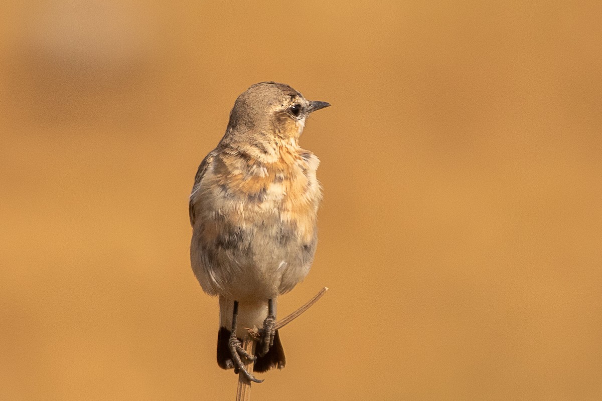 Rusty-breasted Wheatear - ML630479385