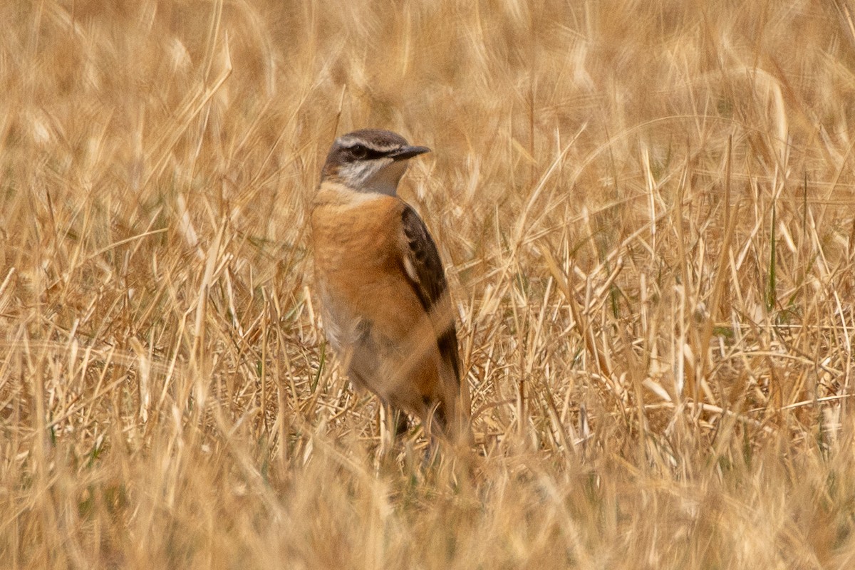 Rusty-breasted Wheatear - ML630479462