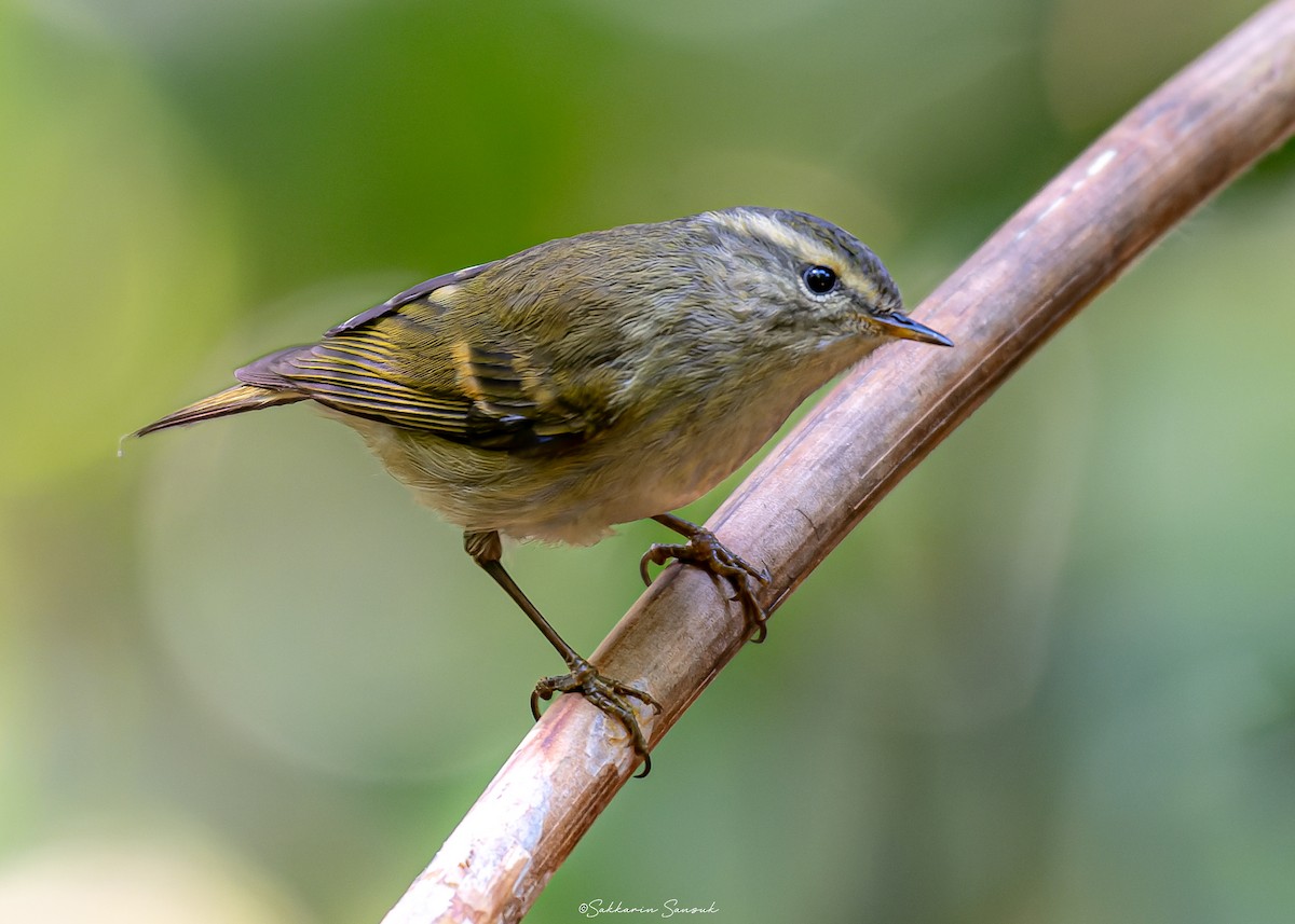 Buff-barred Warbler - ML630479488