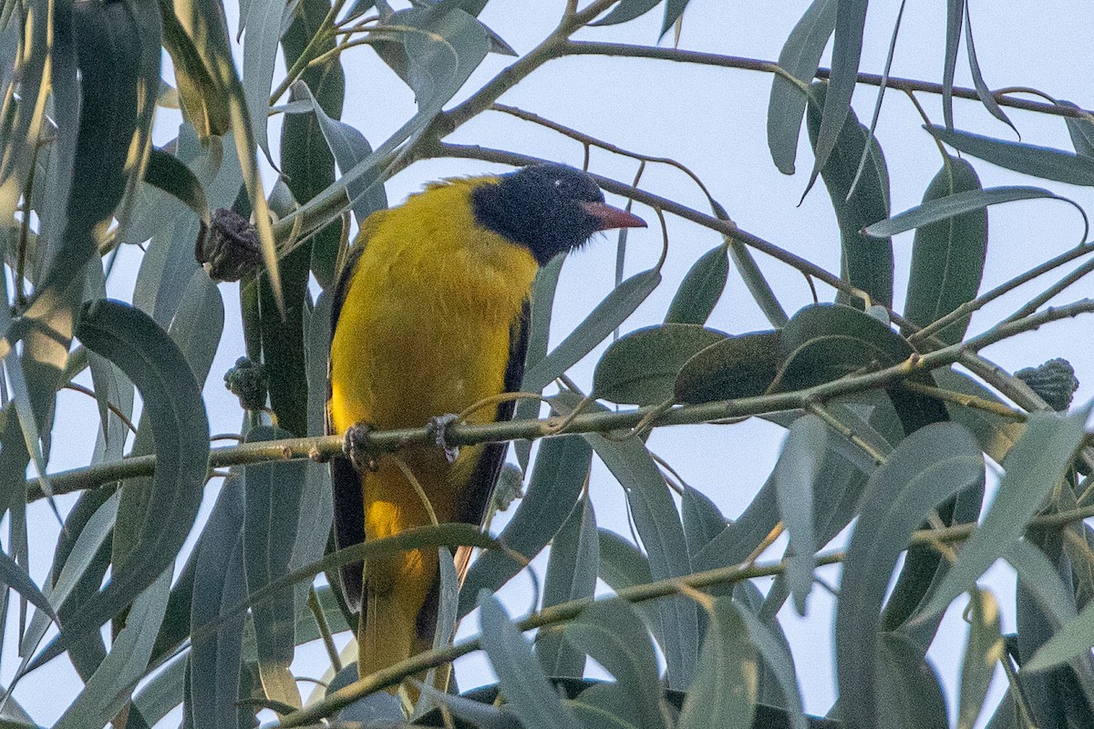 Ethiopian Black-headed Oriole - ML630479550
