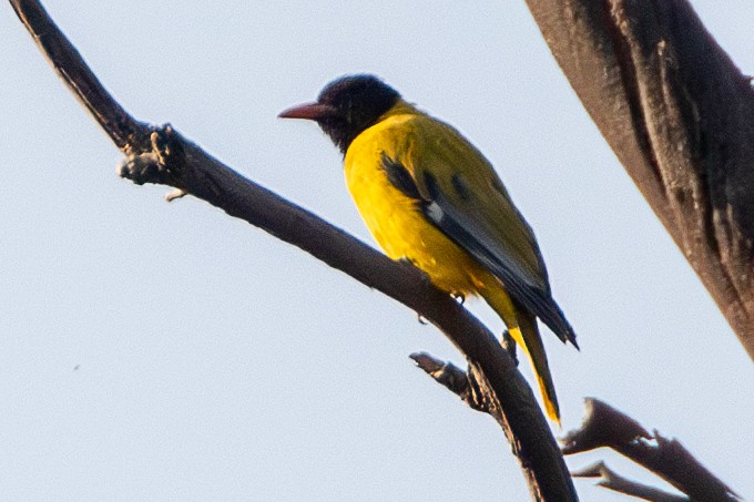 Ethiopian Black-headed Oriole - ML630479551