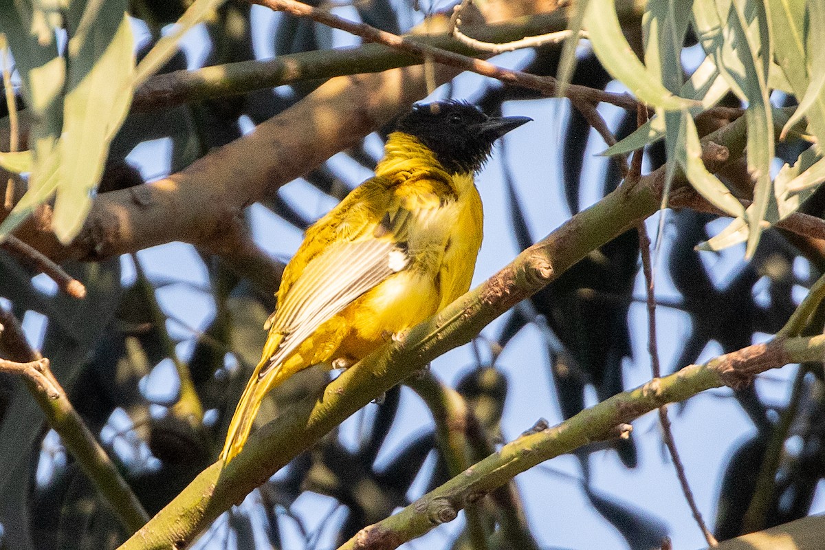 Ethiopian Black-headed Oriole - ML630479552