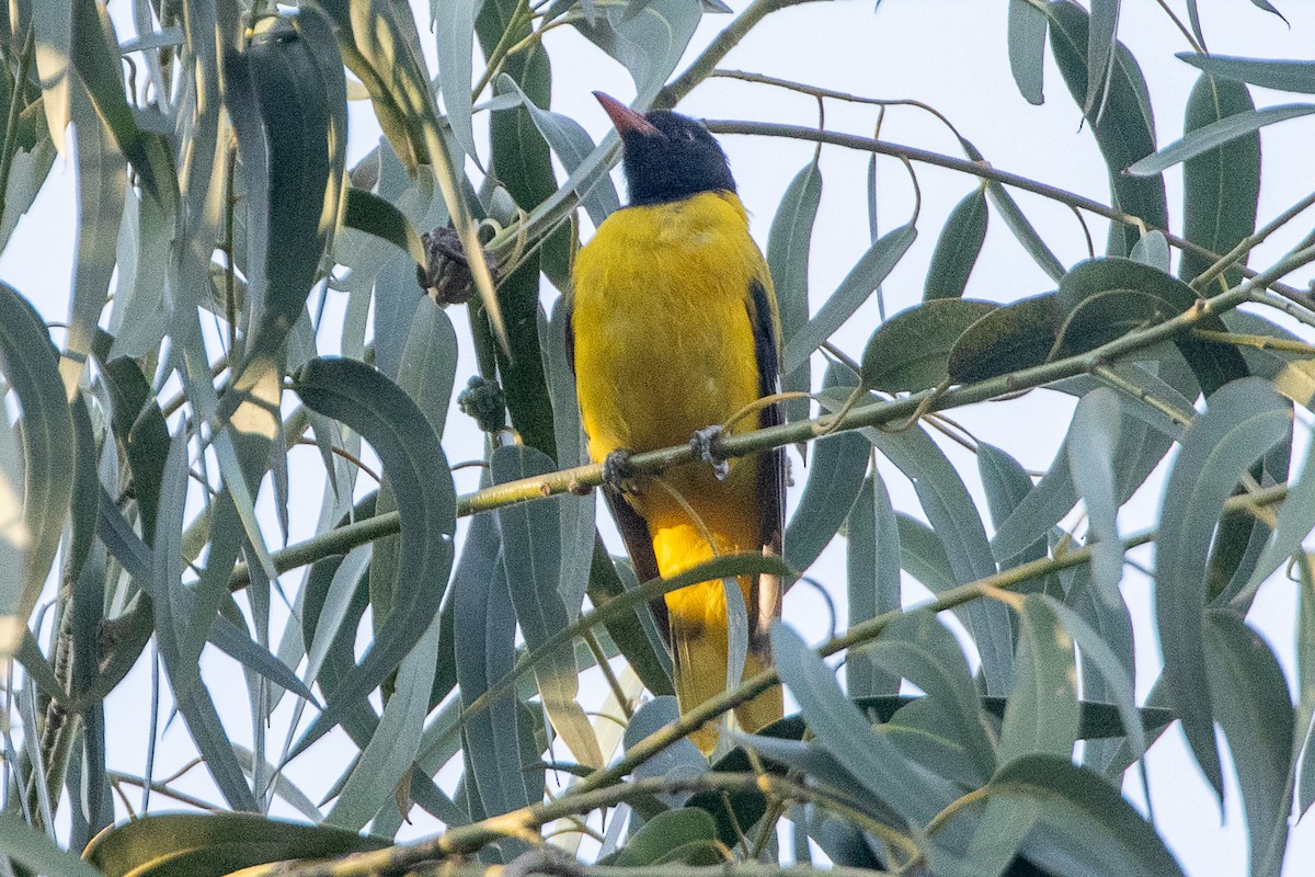 Ethiopian Black-headed Oriole - ML630479553