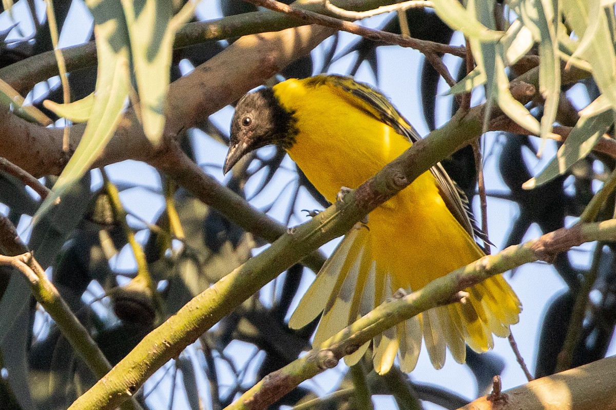 Ethiopian Black-headed Oriole - ML630479554