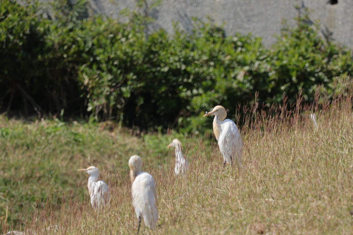 Eastern Cattle-Egret - ML630480036