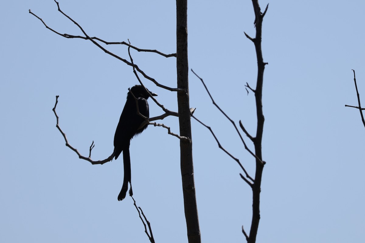 Black Drongo - ML630480049