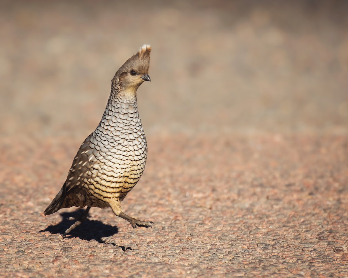 Scaled Quail - Hannah Criswell