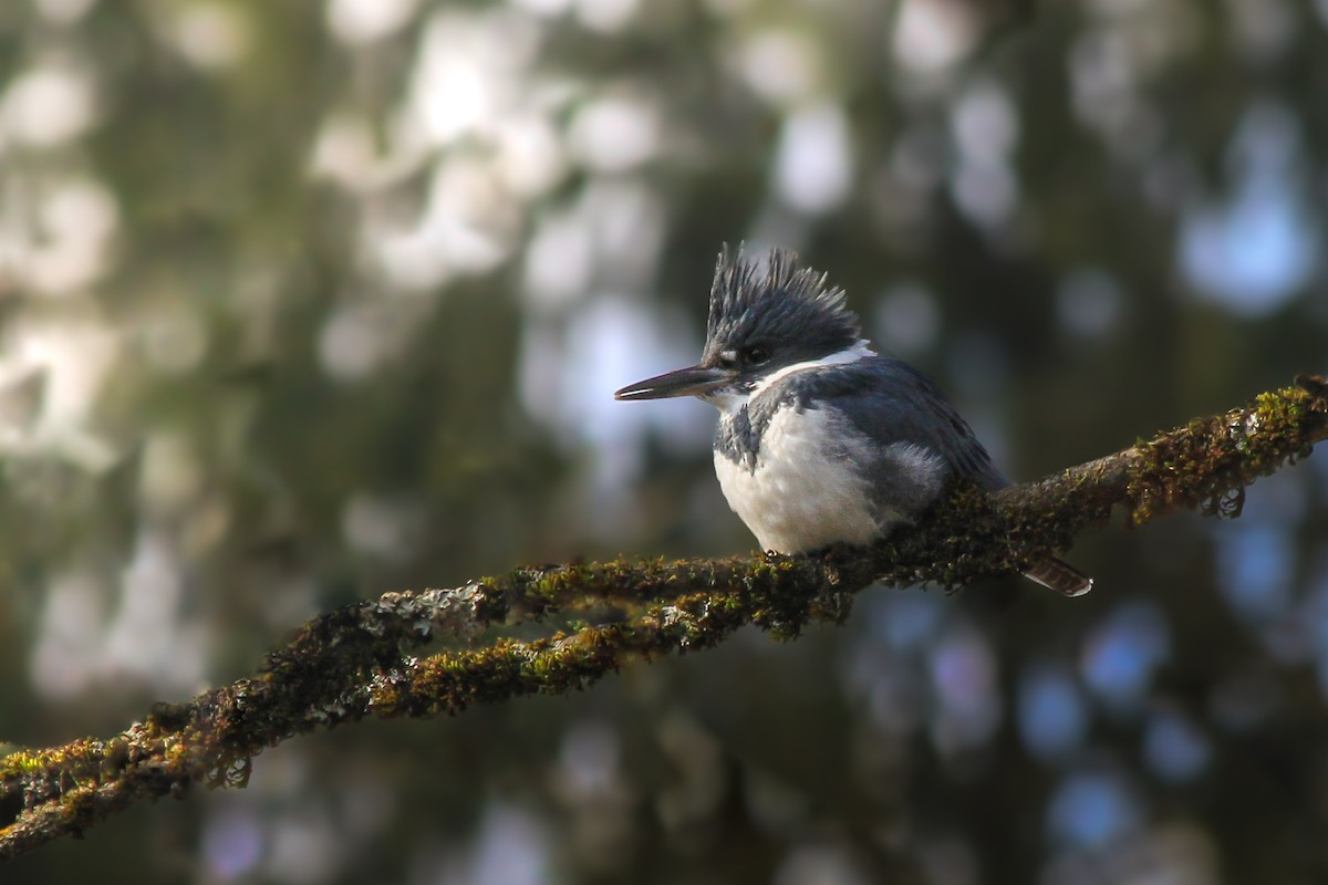 Belted Kingfisher - ML630480292