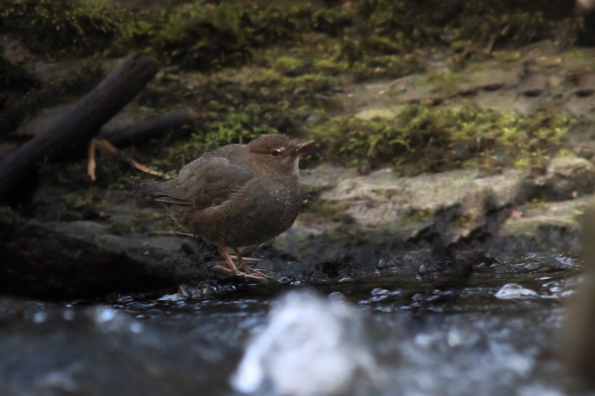 American Dipper - ML630480301