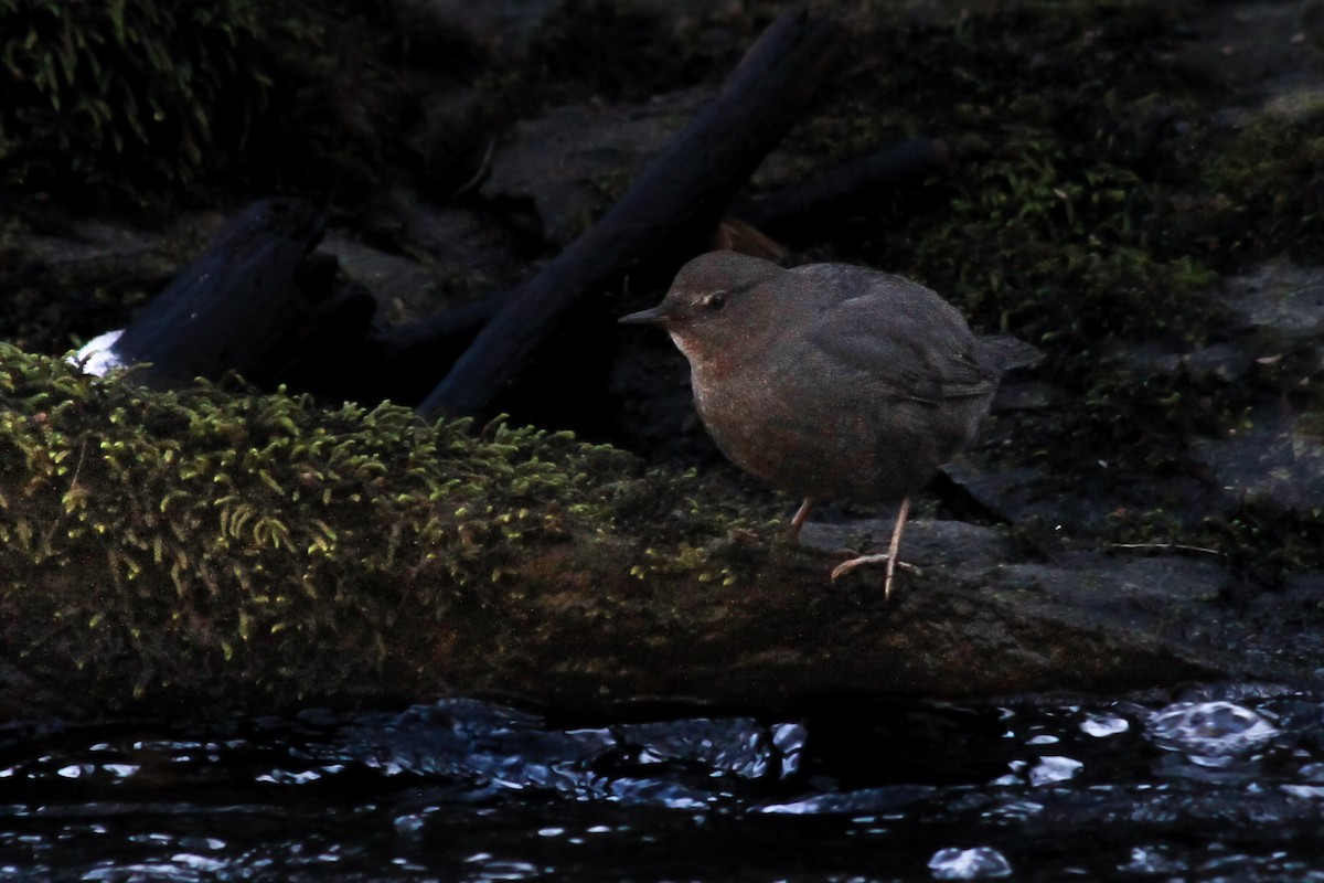 American Dipper - ML630480302