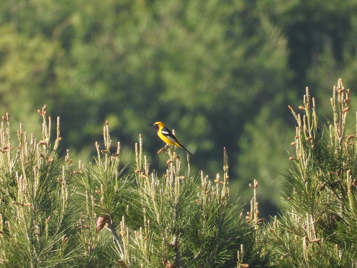 Hooded Oriole - ML630480359