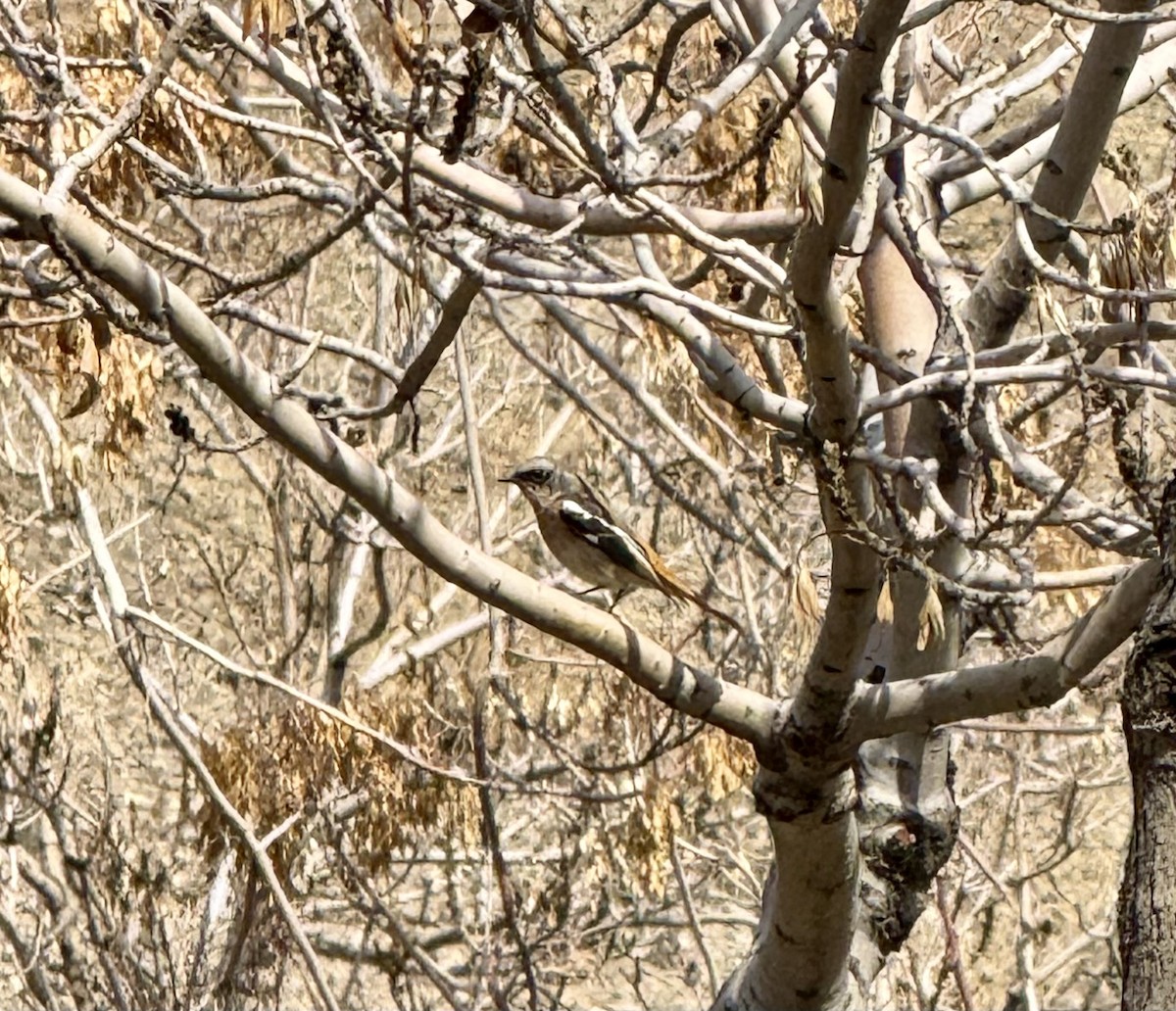 Rufous-backed Redstart - ML630480371