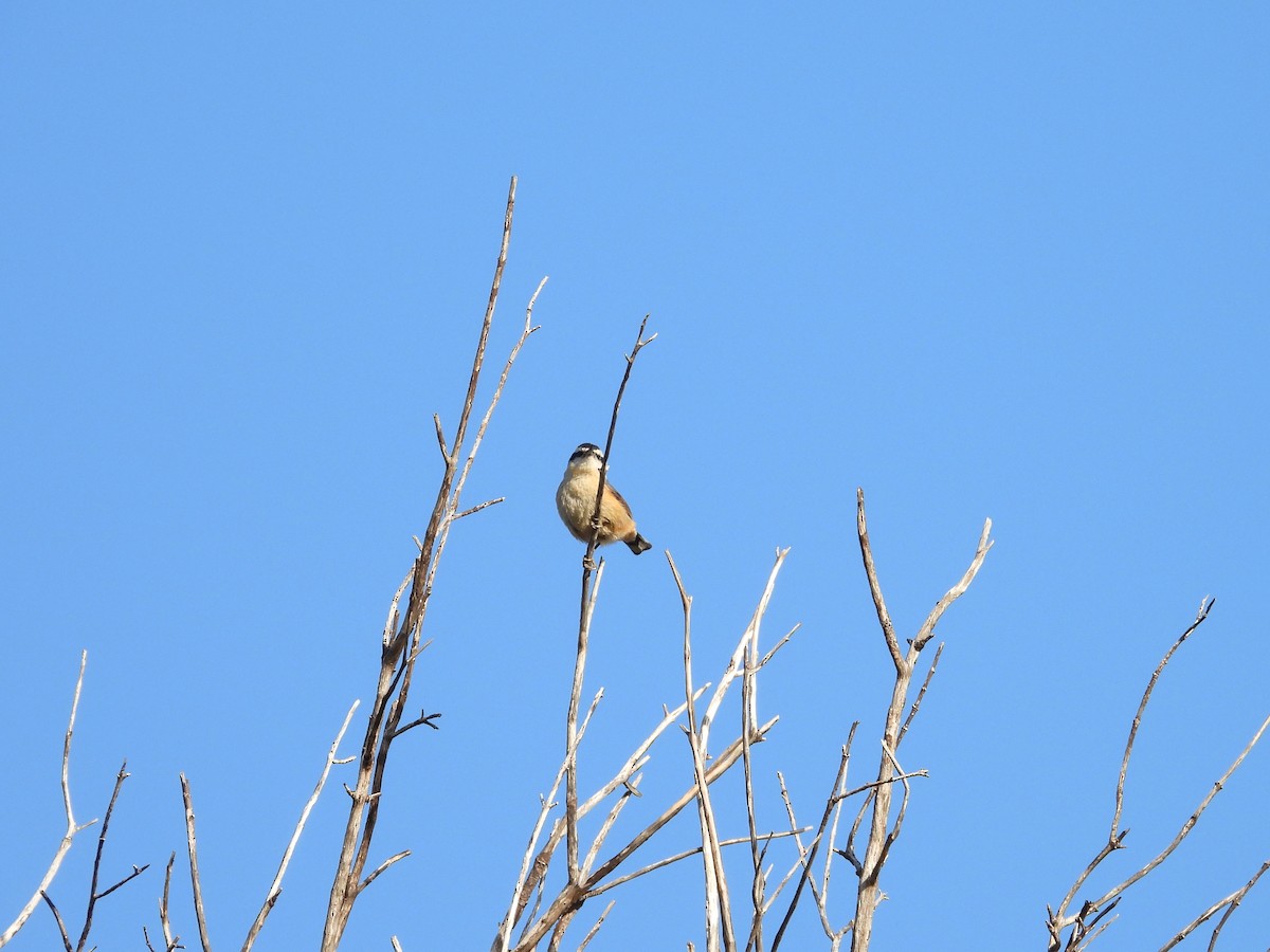 Red-breasted Nuthatch - ML630480398