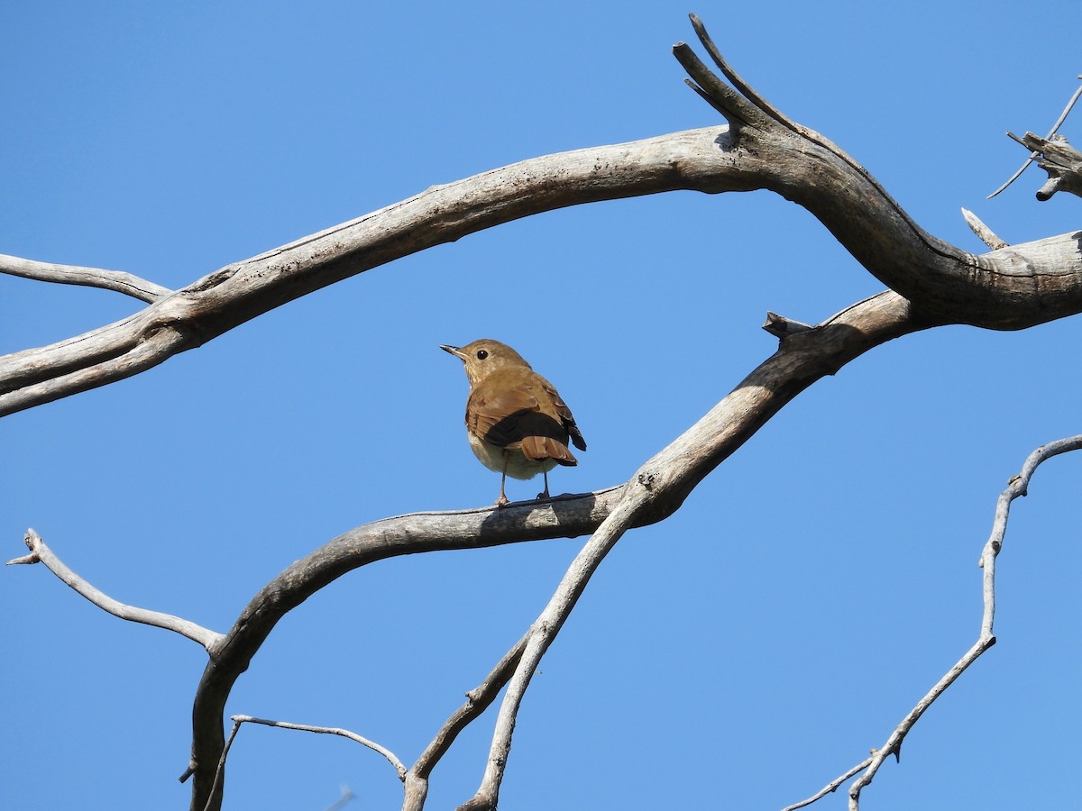 Swainson's Thrush - ML630480434