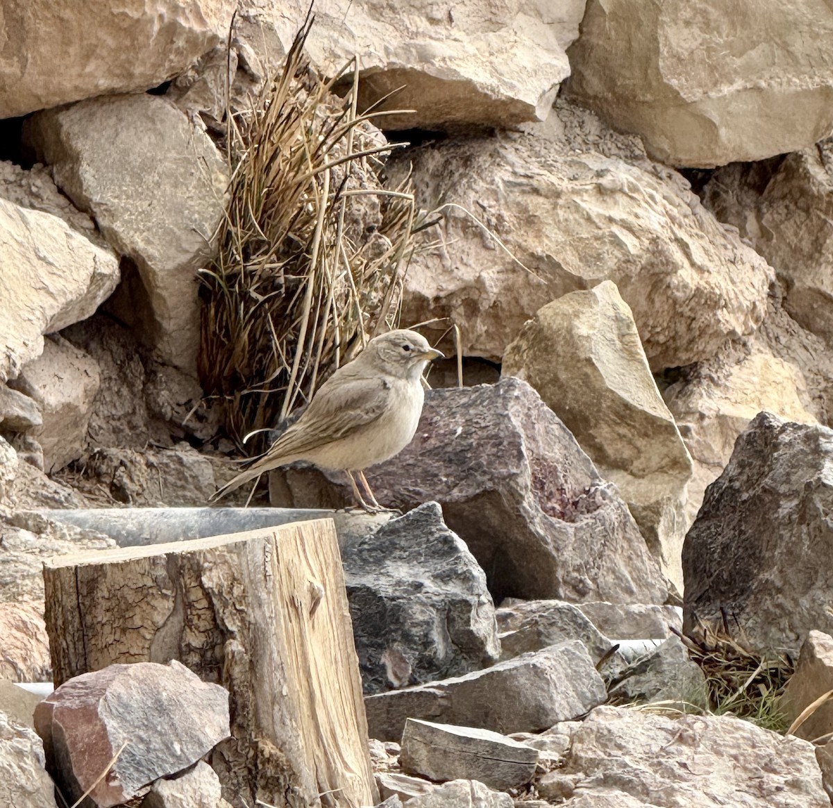 Desert Lark - ML630480439