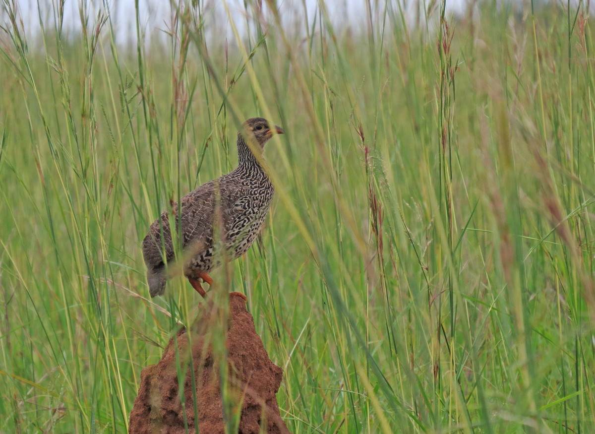 Francolin à bec jaune - ML630480474