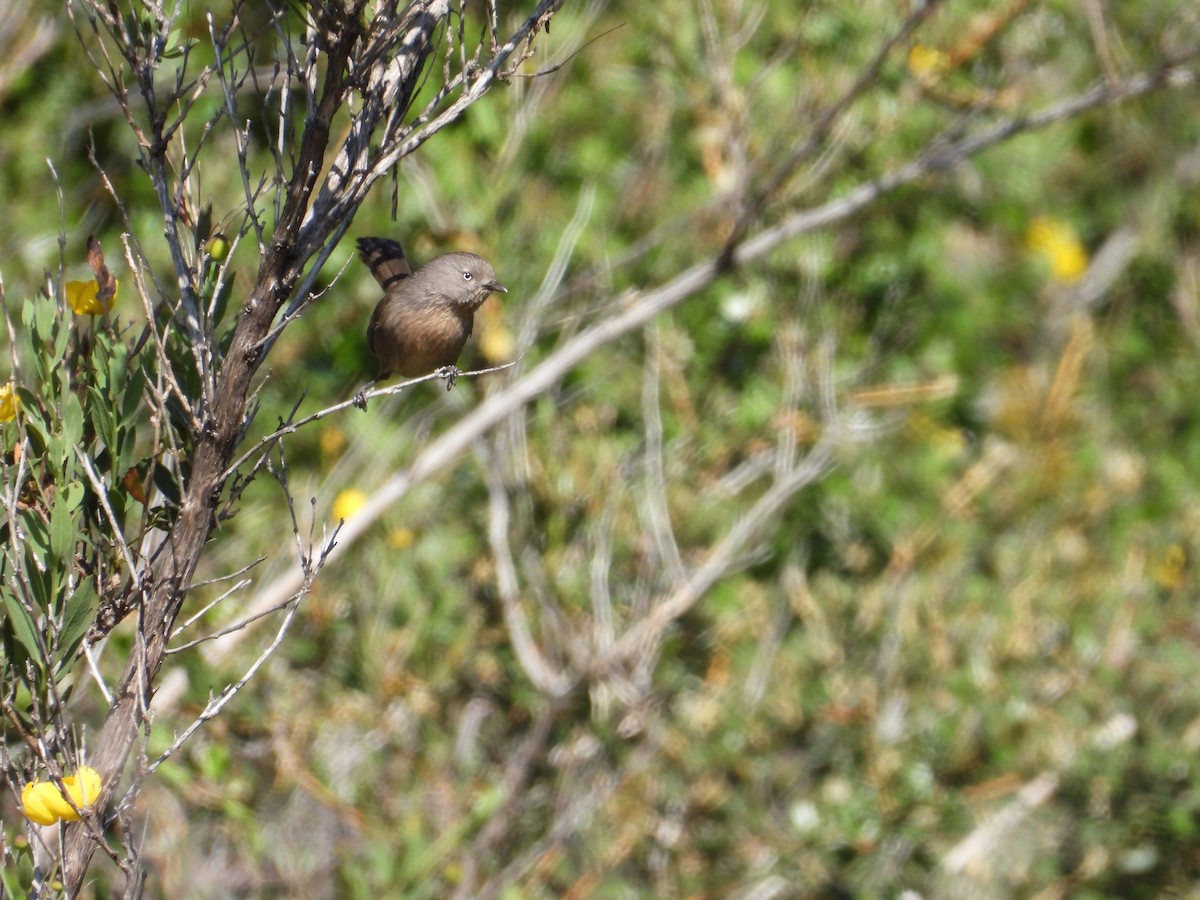 Wrentit - ML630480554