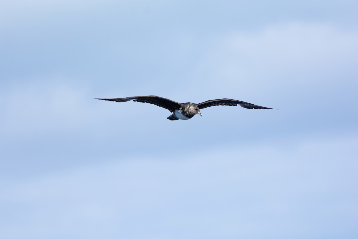 Бэсрэг хайлгана - ML630480636