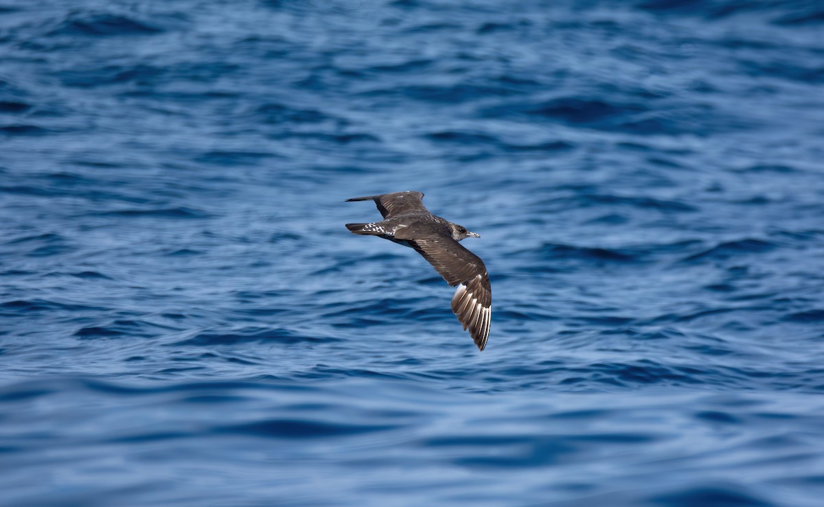 Бэсрэг хайлгана - ML630480637