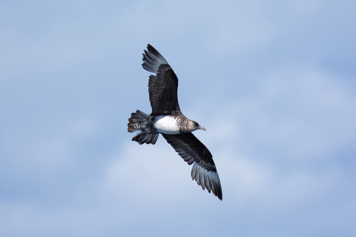 Бэсрэг хайлгана - ML630480638