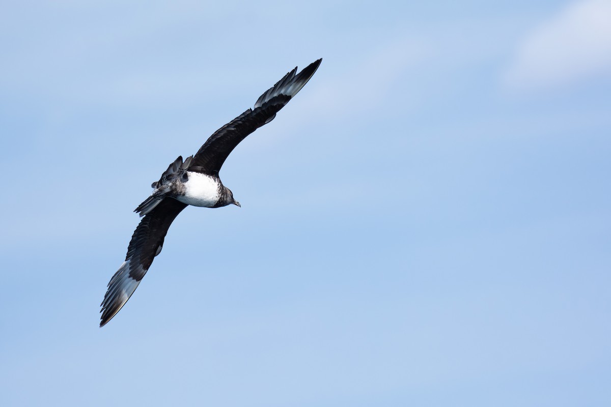 Бэсрэг хайлгана - ML630480640