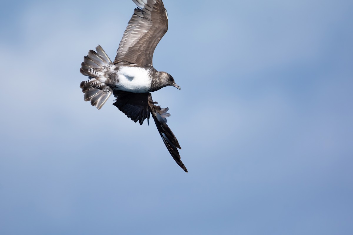 Бэсрэг хайлгана - ML630480641