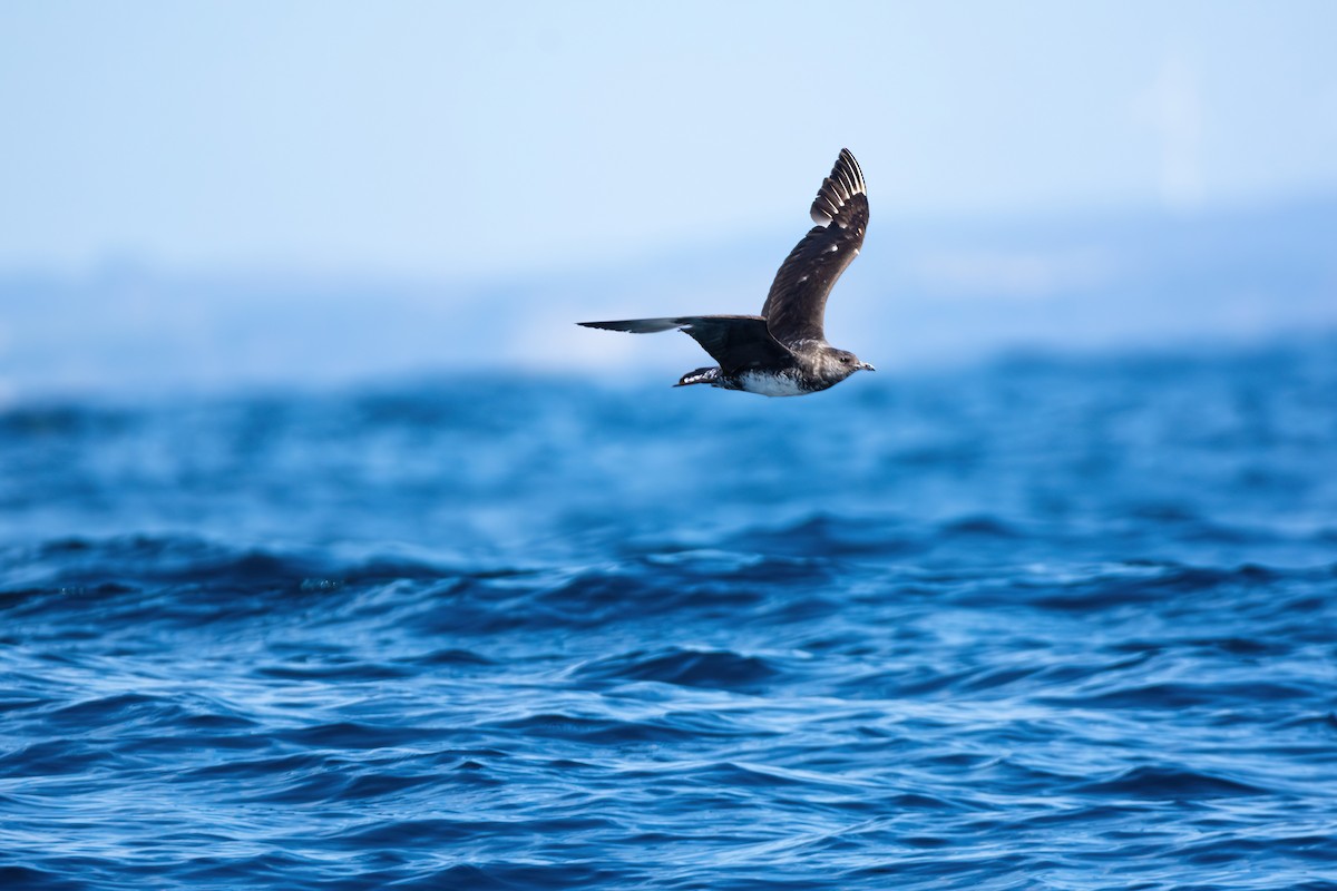 Бэсрэг хайлгана - ML630480642