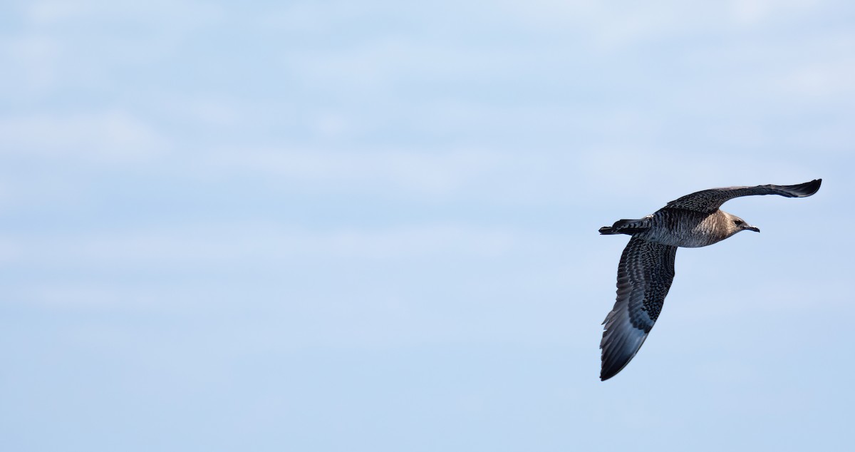 Бэсрэг хайлгана - ML630480646