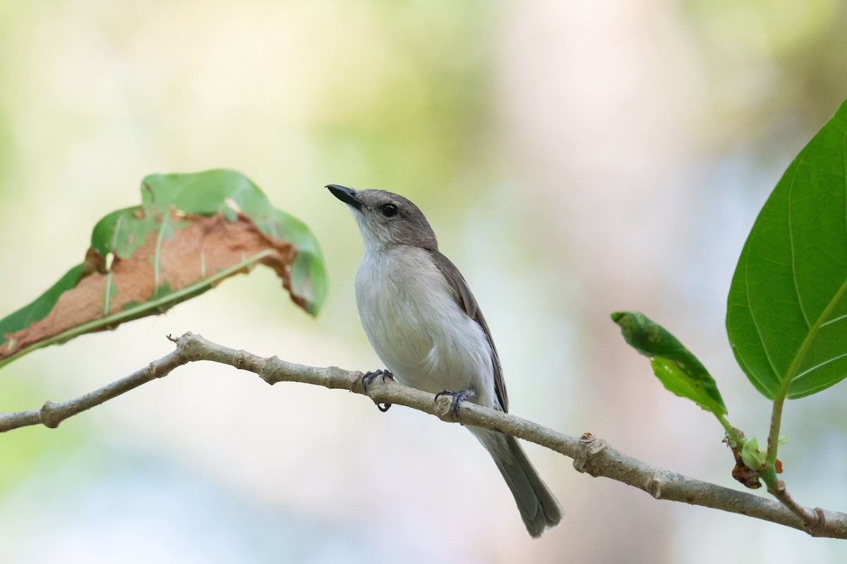 Gray Whistler - ML630481104