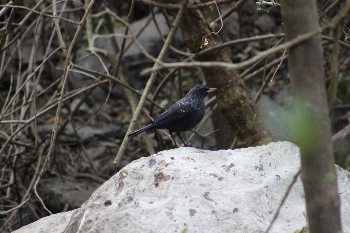 Blue Whistling-Thrush - ML630481284