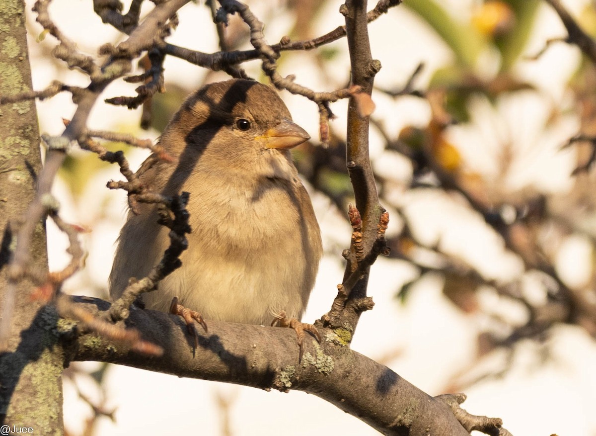 Moineau domestique - ML630481418