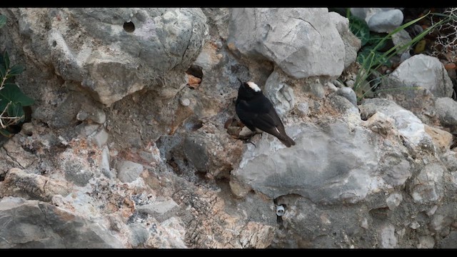 White-crowned Wheatear - ML630481527