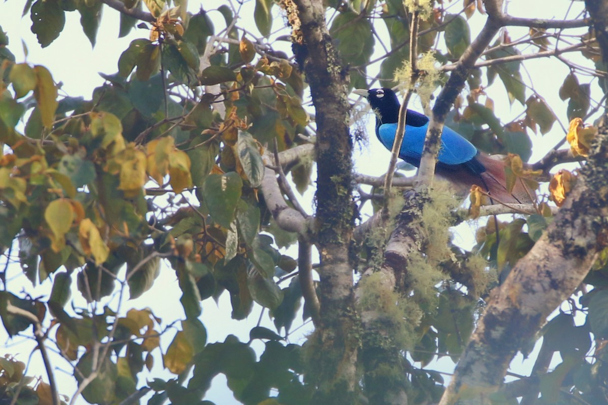 Blue Bird-of-Paradise - ML630481604