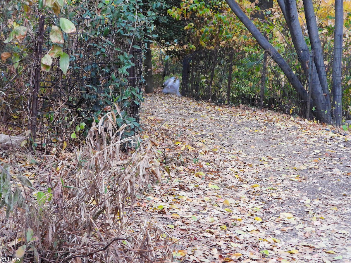 Tufted Titmouse - ML630481668