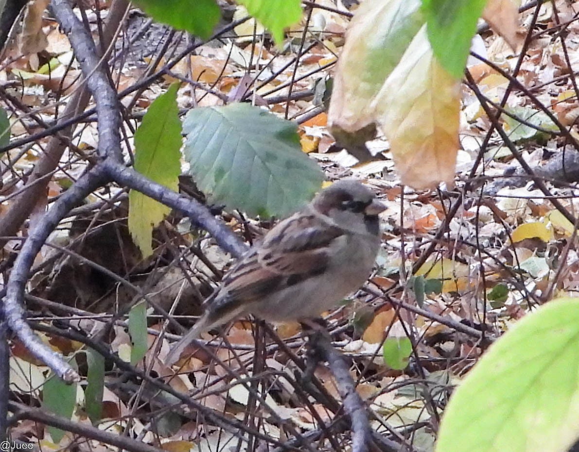 House Sparrow - ML630481674