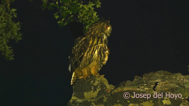 Eurasian Eagle-Owl - ML630481684