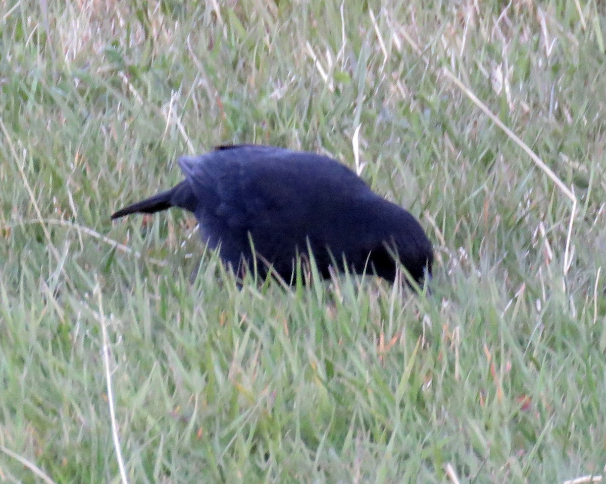 Austral Blackbird - ML630481713