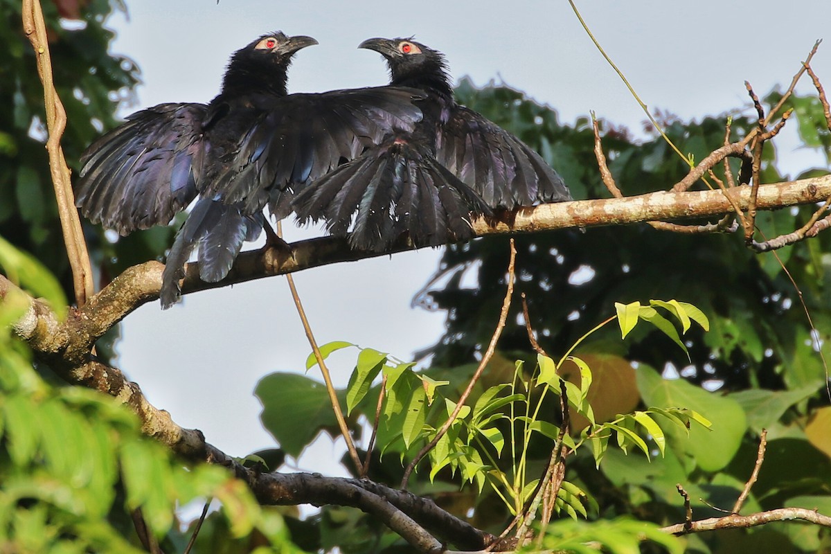 Violaceous Coucal - ML630481818