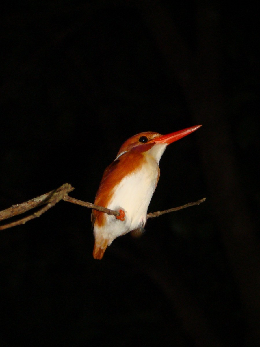 Madagascar Pygmy Kingfisher - ML630481845