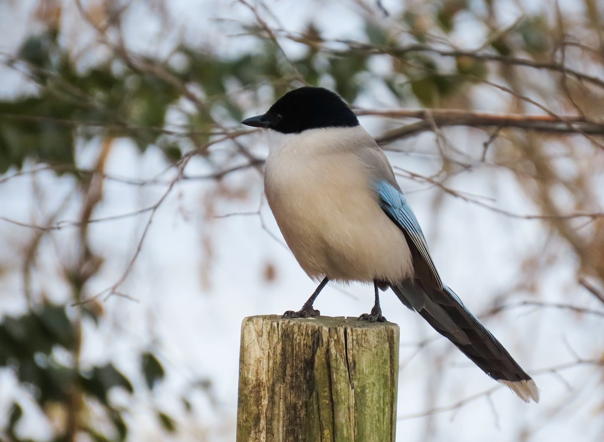 Azure-winged Magpie - ML630481956