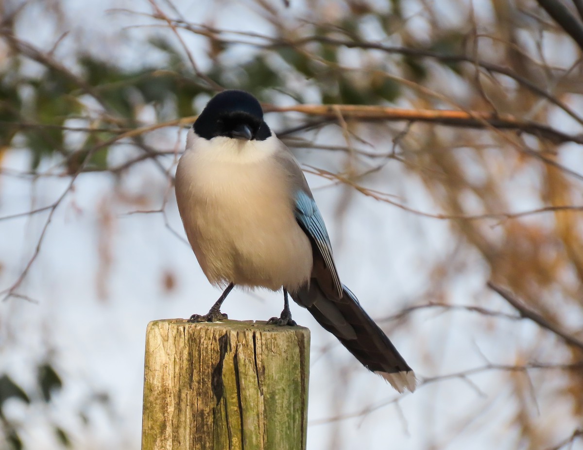 Azure-winged Magpie - ML630481957
